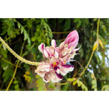 arali flower (13)-548346-25313.webp